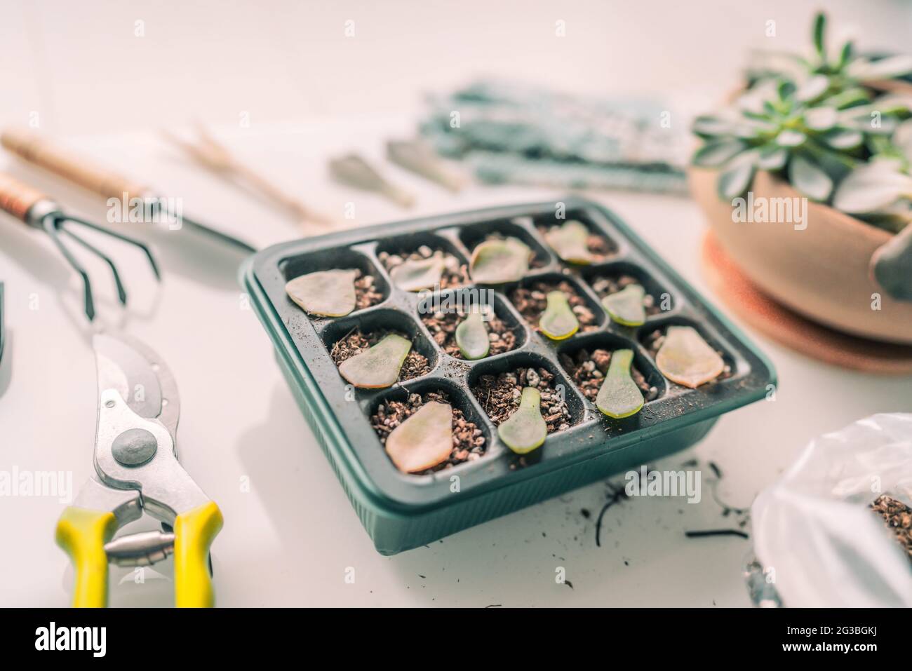 Plant propagation DIY gardening. Succulent leaf growing at home planting succulents leaves in propagator tray for sprouting. Indoor garden Stock Photo