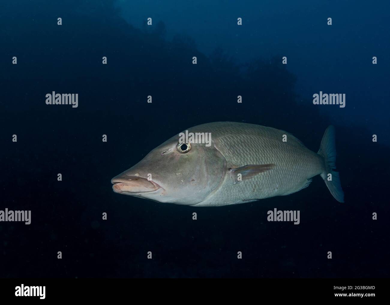 Small-tooth emperor, lethrinus microdon, in Maldives Stock Photo