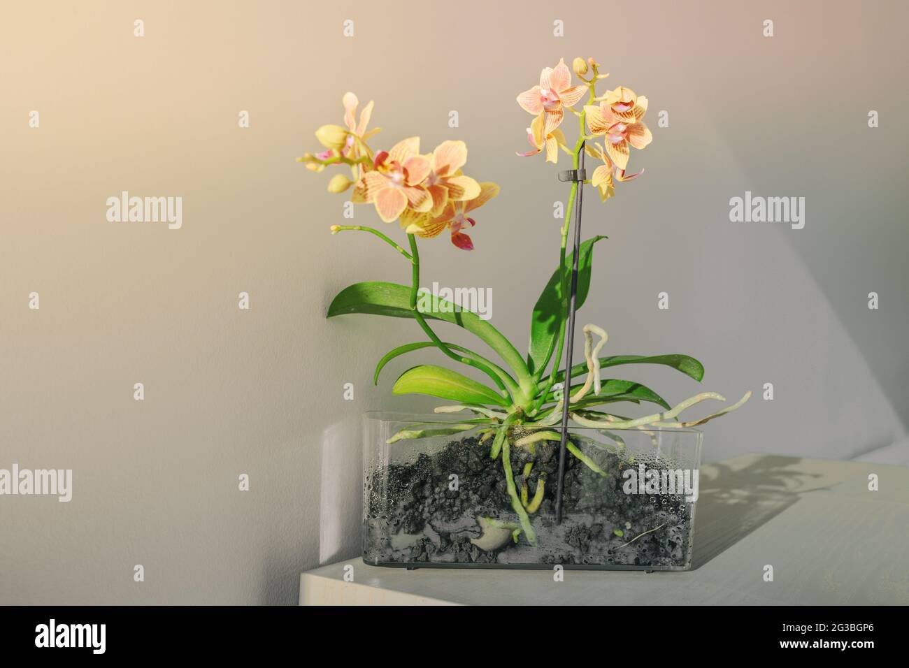 Mini orchids flowers in sunlight at home. Table decoration houseplant in transparent pot showing roots of orchind plant Stock Photo