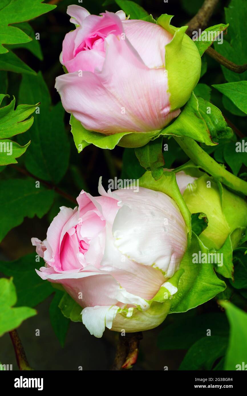 Pink tree peony flower Stock Photo - Alamy