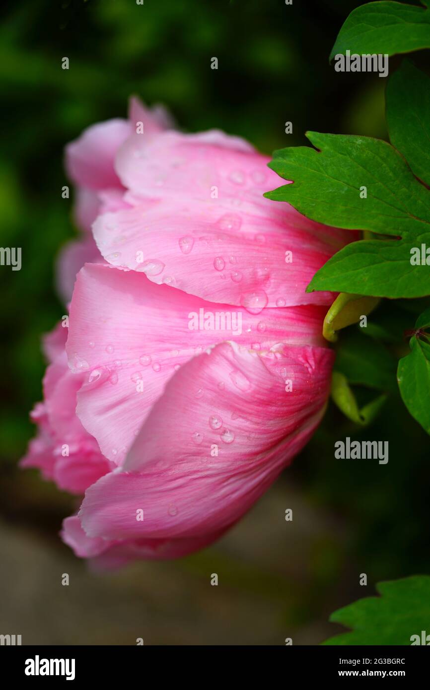 Pink tree peony flower Stock Photo - Alamy
