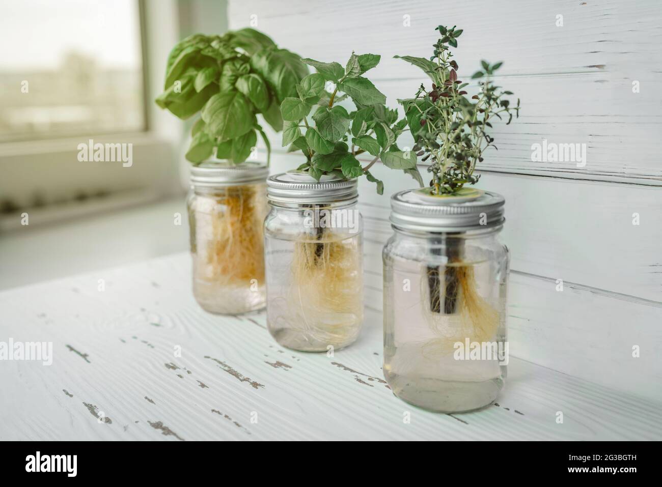 Hydroponics DIY gardening. Fresh herbs harvest at kitchen countertop by the  window for sunlight. Genovese basil, mint, thyme in hydroponic kratky Stock  Photo - Alamy