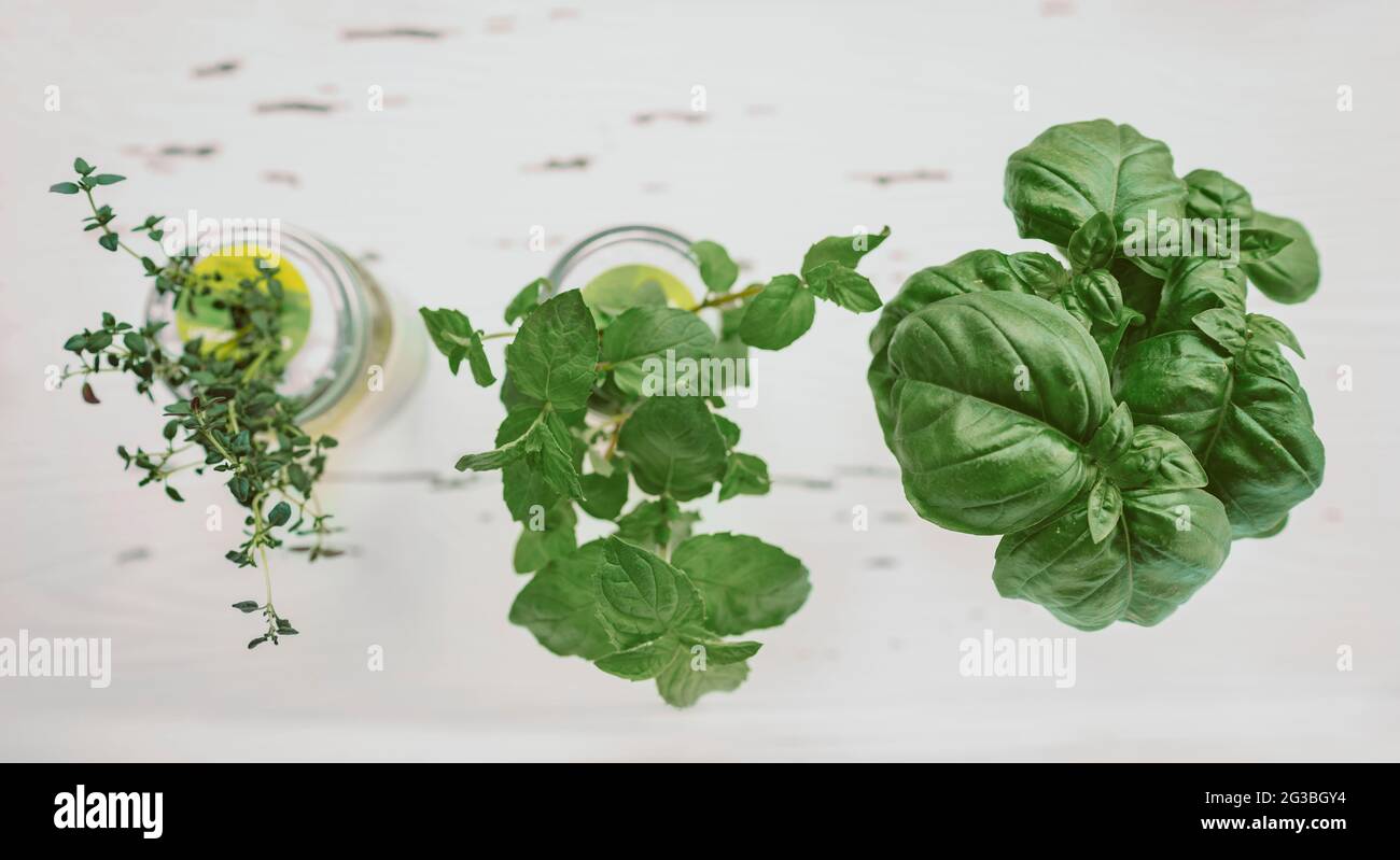 Fresh herbs at kitchen countertop top view of genovese basil, mint, thyme in hydroponic jars. DIY gardening at home banner Stock Photo