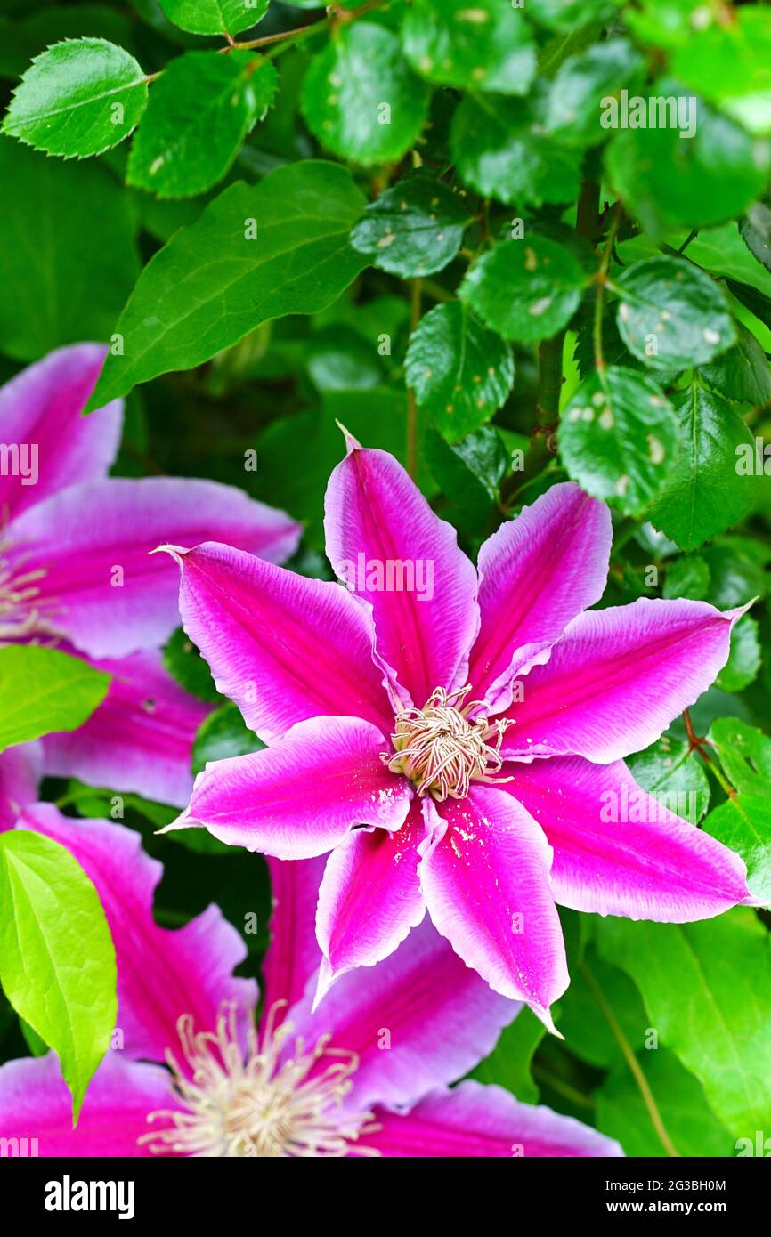 Purple and pink striped clematis flower on the vine Stock Photo Alamy