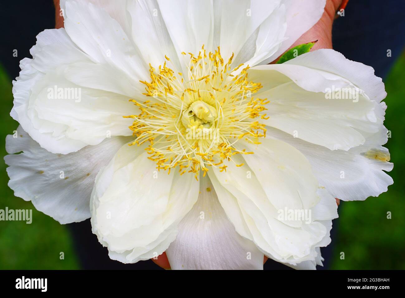 A woman holding a giant white and yellow tree peony flower in her hands Stock Photo