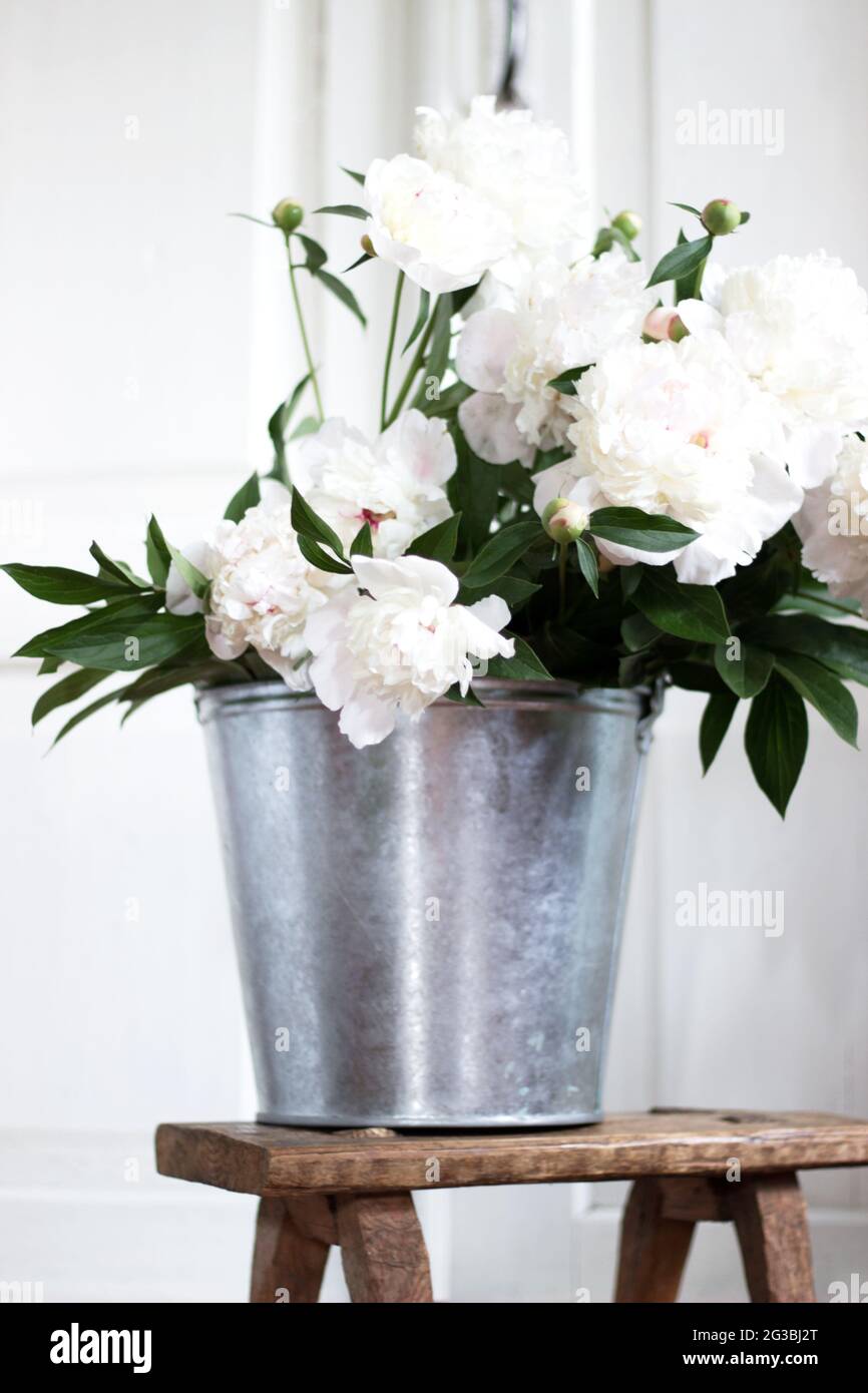 Bunch of Fresh Peonies in a Metal Bucket. Wedding Flowers Bouquet. Interior Decoration. Stock Photo