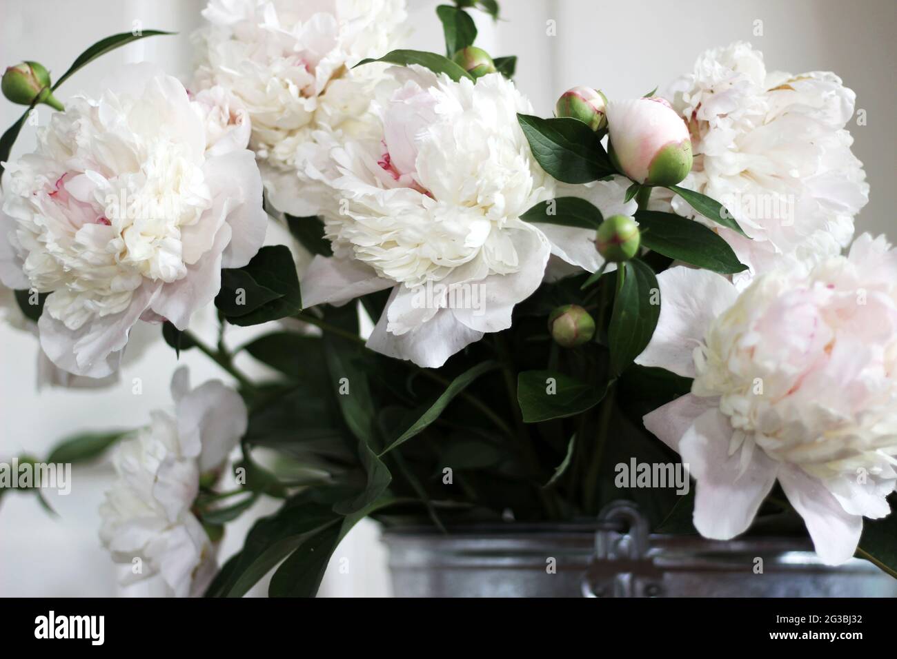 Bouquet of White and Pale Pink Peonies. Creamy Peonies in the Minimal White Interior Design. Interior Decoration. Stock Photo