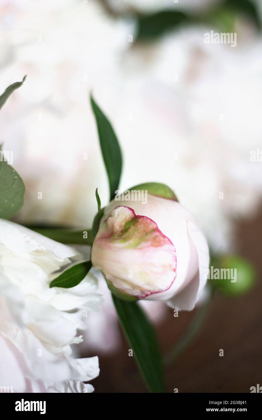 Bouquet of White and Pale Pink Peonies. Peonu Bud Closeup. Wedding Day Flowers in Minimal Interior Design. Stock Photo