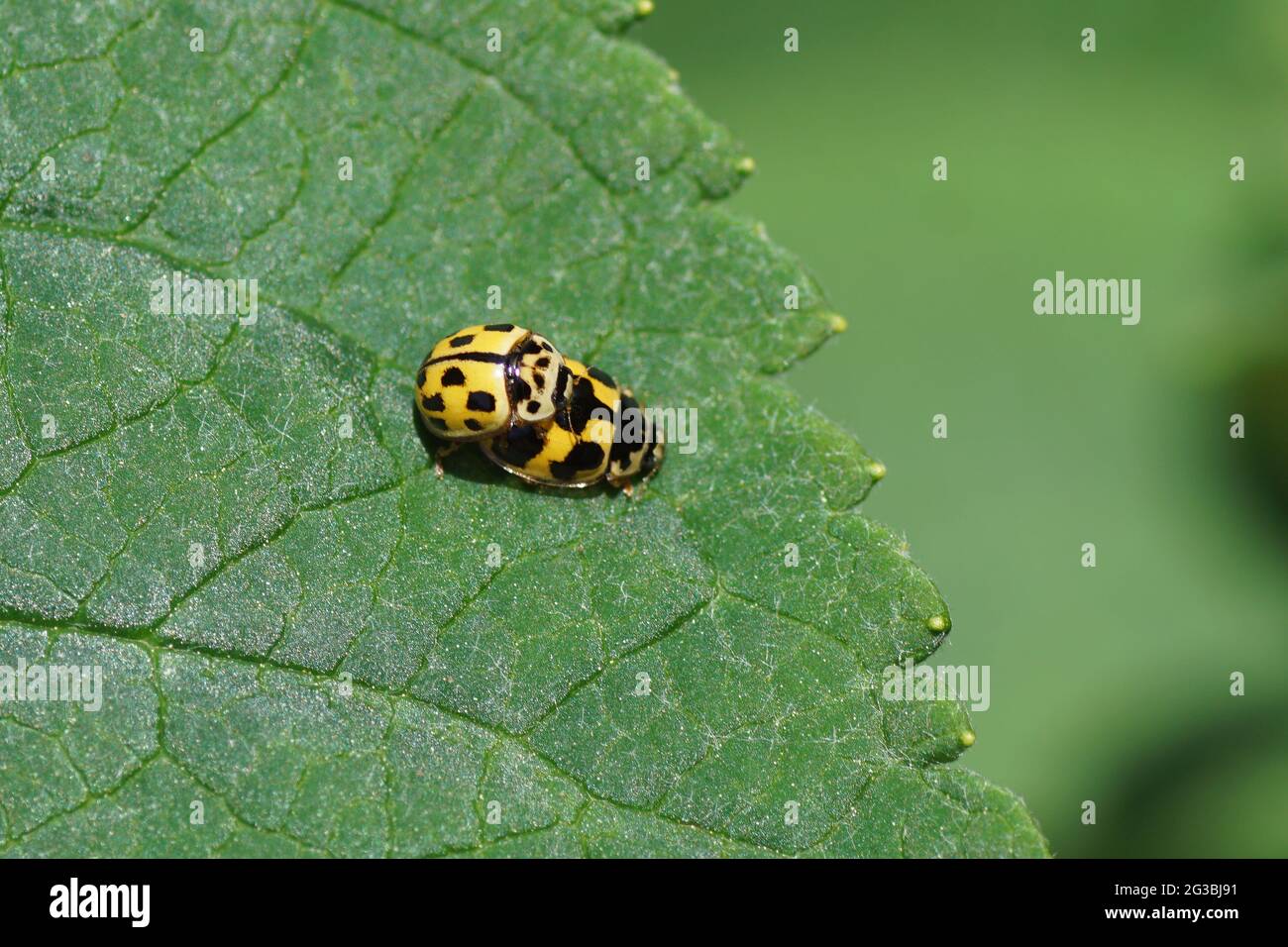 Two mating Fourteen-spot ladybirds, Fourteen spotted ladybugs (Propylea quatuordecimpunctata) on a leaf. Family Ladybirds, Ladybugs (Coccinellidae). I Stock Photo