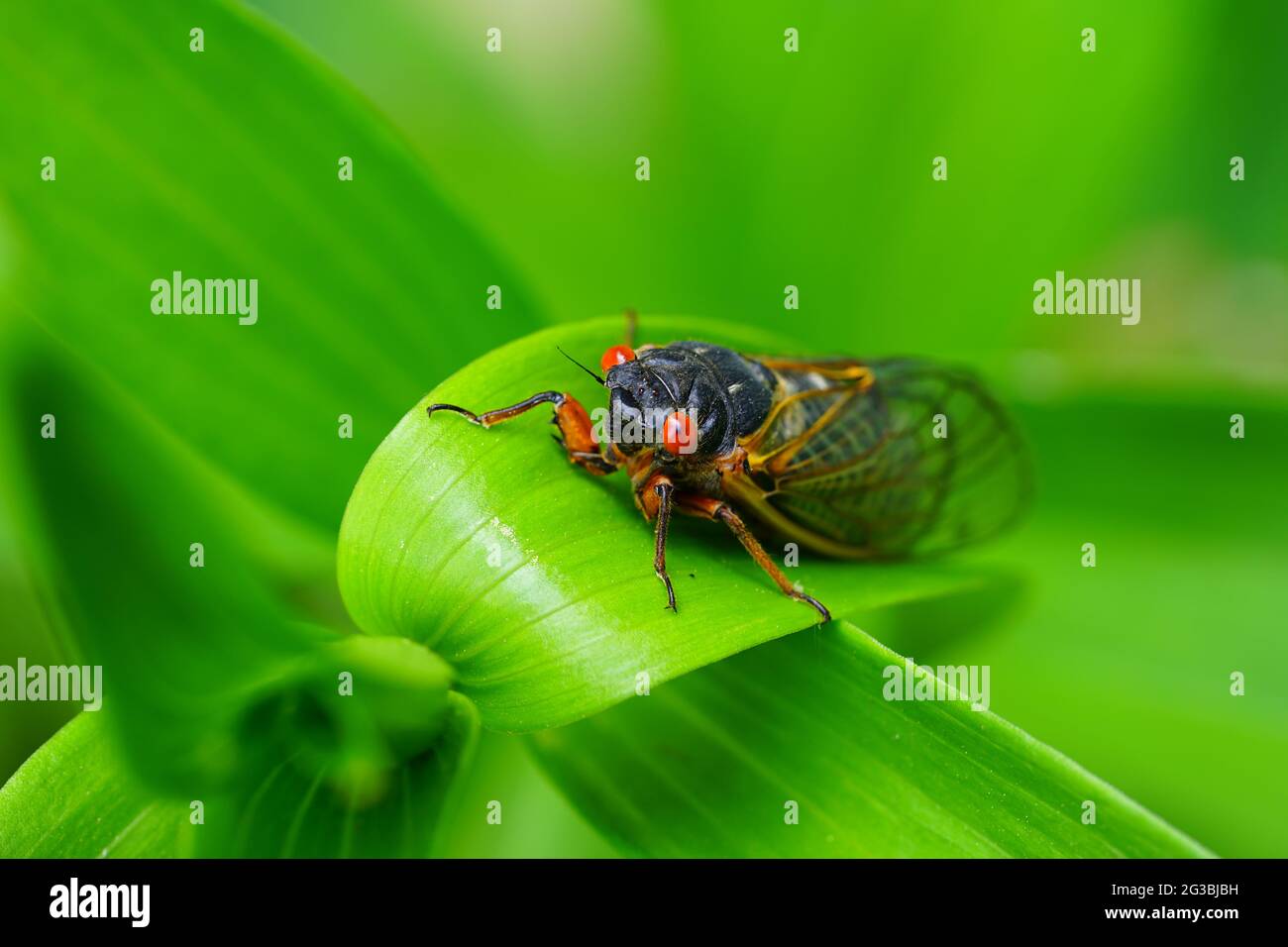 View of Brood X cicadas in 2021 in New Jersey appearing every 17 years 