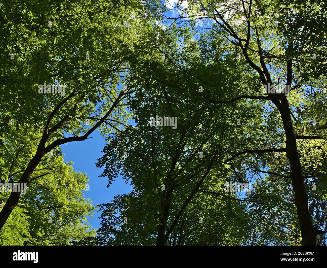 Trees with spring leaves hi-res stock photography and images - Alamy
