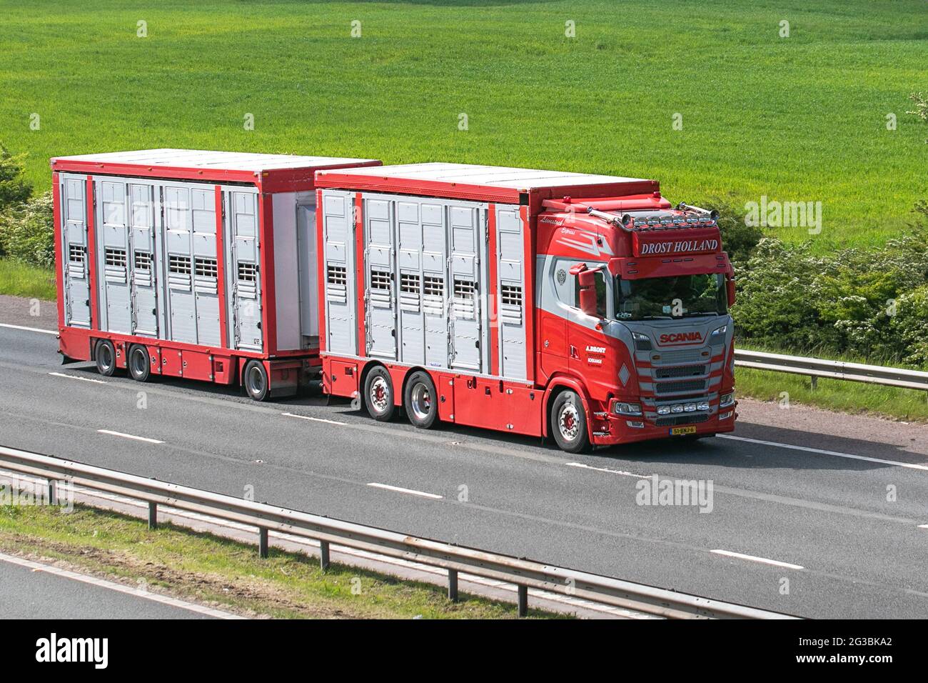 Drost Veetransport Holland livestock Express, red 3axle Scania vehicle with trailer on the M61 motorway, UK Stock Photo