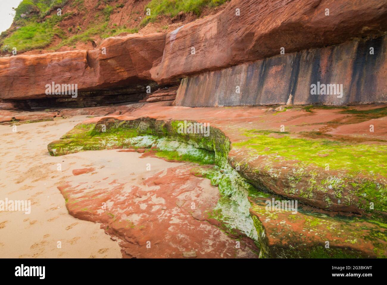 Exmouth Beach at low tide in the morning Stock Photo Alamy