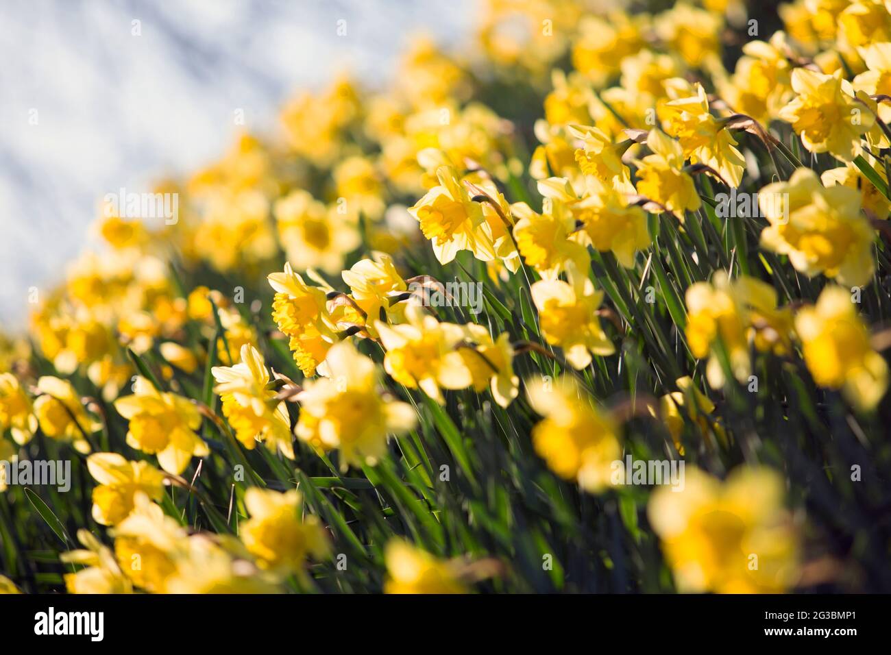 Spring begins and Daffodils in bloom in the city of York in north