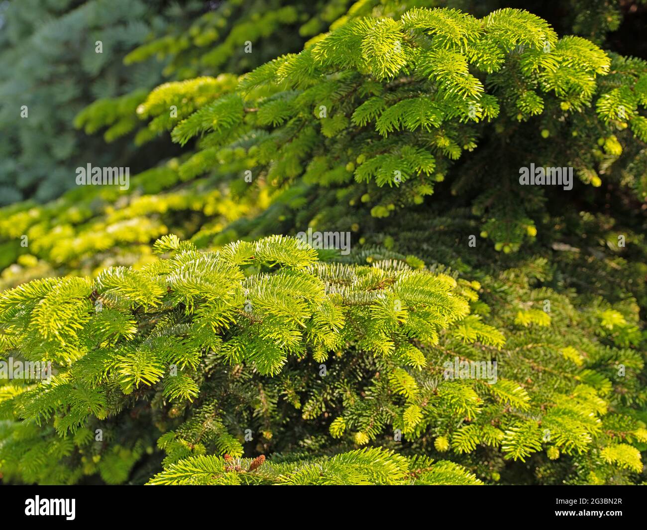 Young shoots of the Nordmann fir, Abies nordmanniana Stock Photo