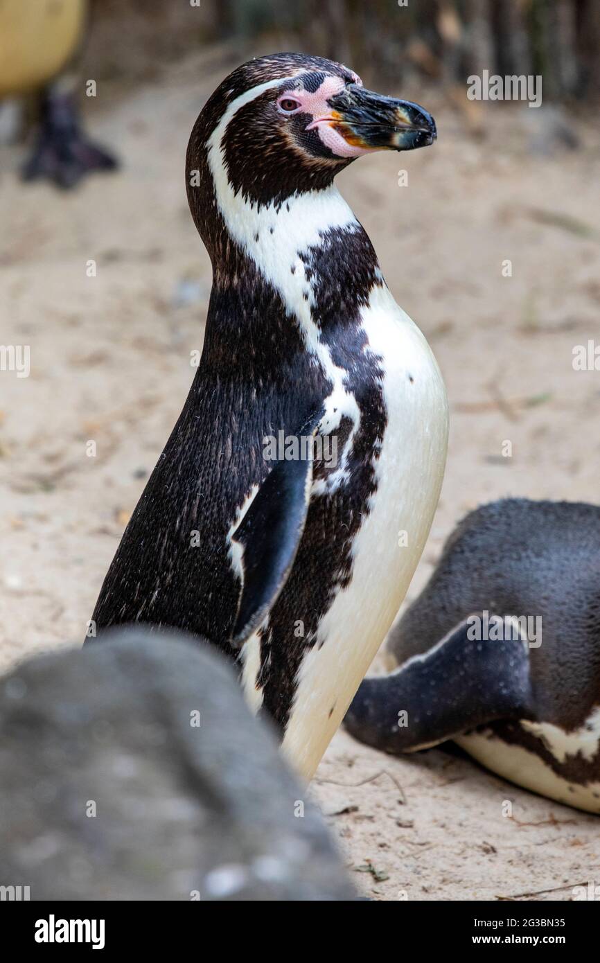Close-up of an African Penguin. Stock Photo