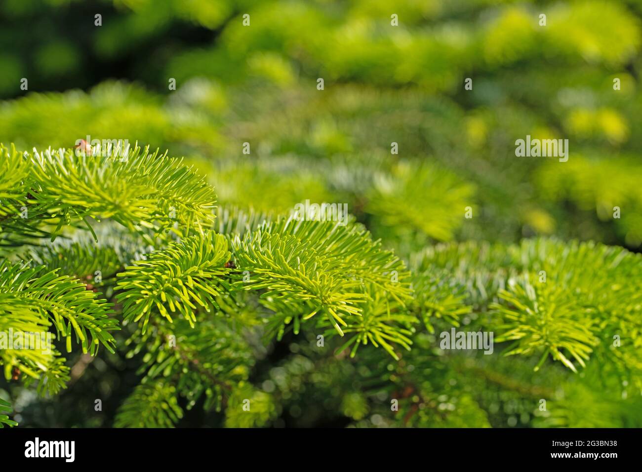 Young shoots of the Nordmann fir, Abies nordmanniana Stock Photo