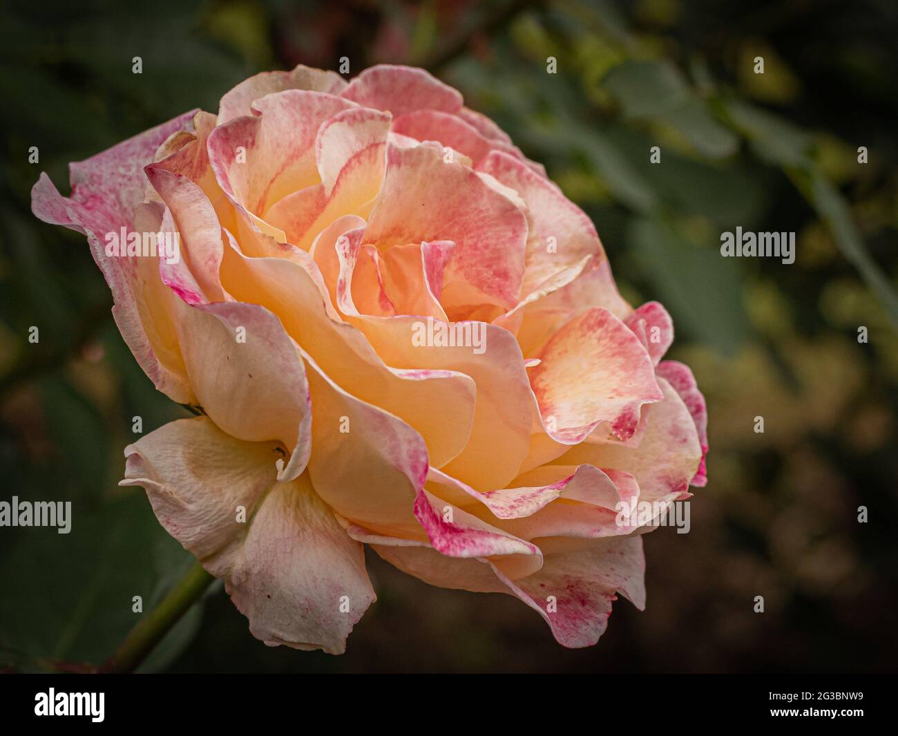pink and yellow rose flower on blurred background Stock Photo