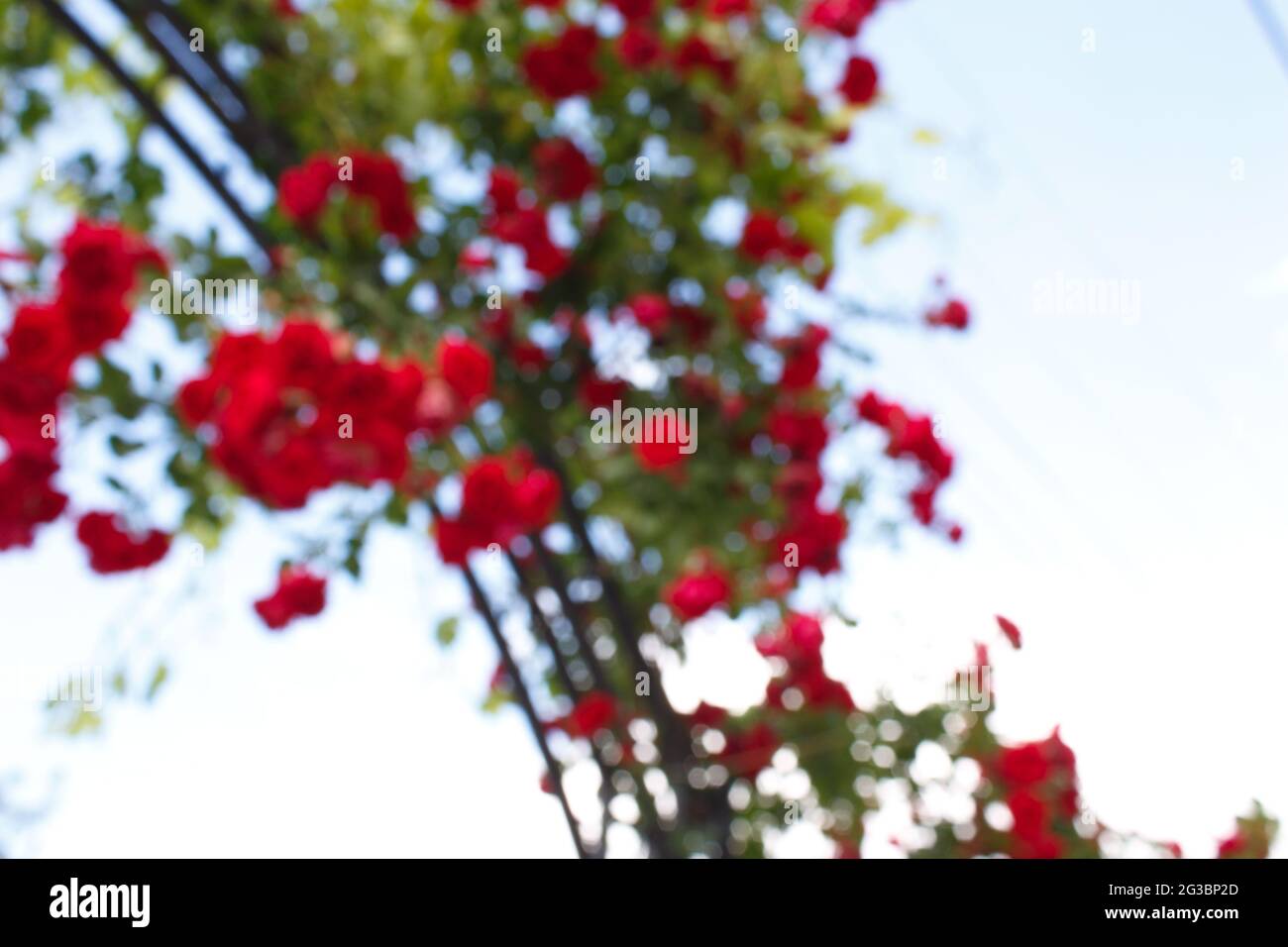 Red roses in the garden, blurry red rose photo for background Stock ...