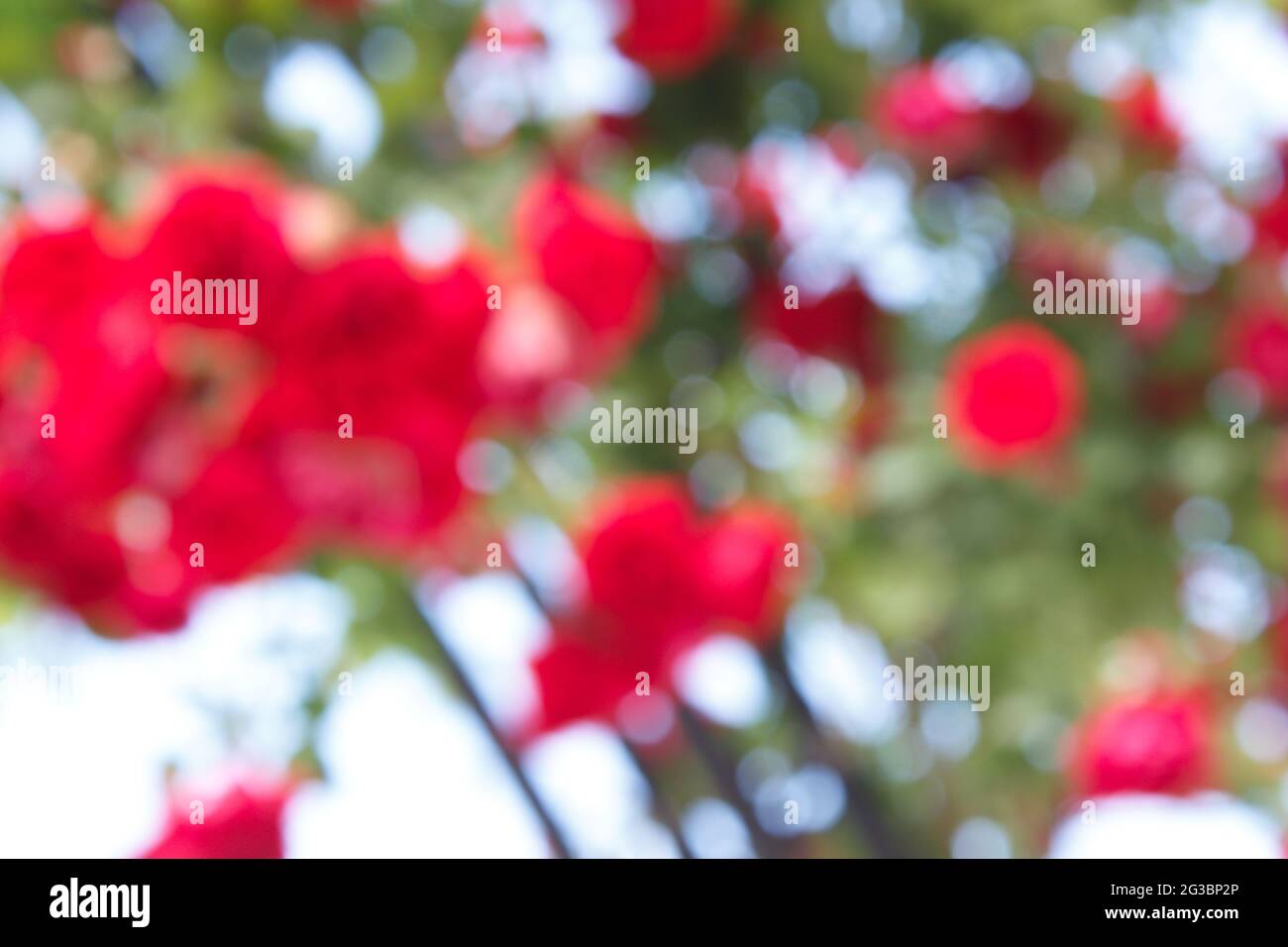 Red roses in the garden, blurry red rose photo for background Stock ...