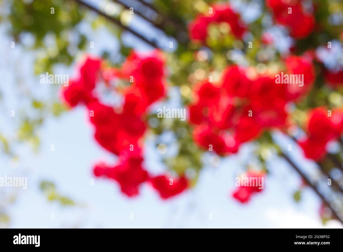 Red roses in the garden, blurry red rose photo for background Stock ...