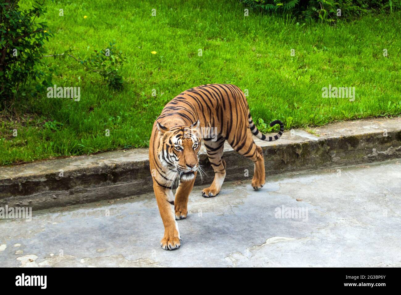 Sumatran tiger (Panthera tigris sumatrae) in Prague zoo Stock Photo