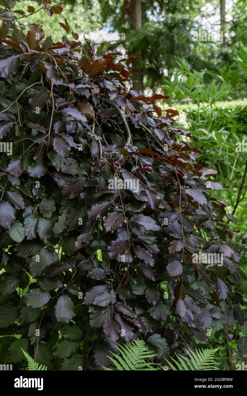 A weeping purple beech tree in York Gate Garden, Leeds, Yorkshire, England. Stock Photo