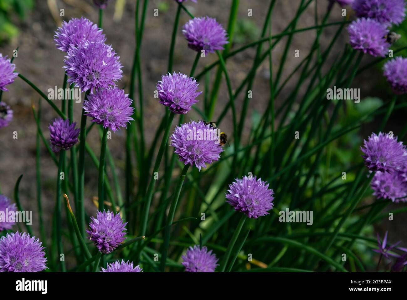 Chives (Allium schoenoprasum) in full flower. Stock Photo