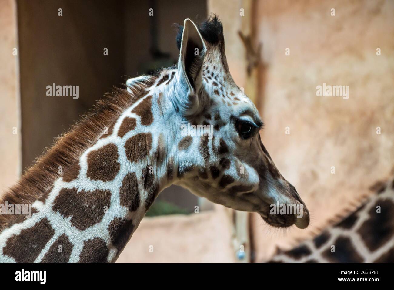 Rothschild's giraffe (Giraffa Camelopardalis Rothschildi) in Prague zoo Stock Photo