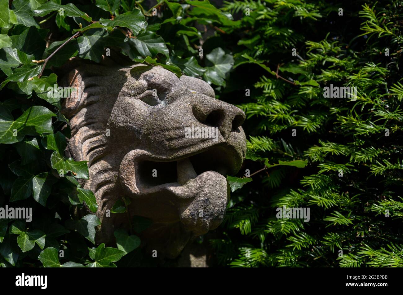 A lions head gargoyle amongst ivy and yew on a wall at York Gate Garden, Leeds, England. Stock Photo