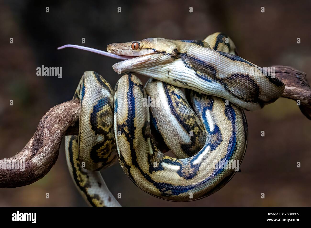 Python tail hi-res stock photography and images - Alamy