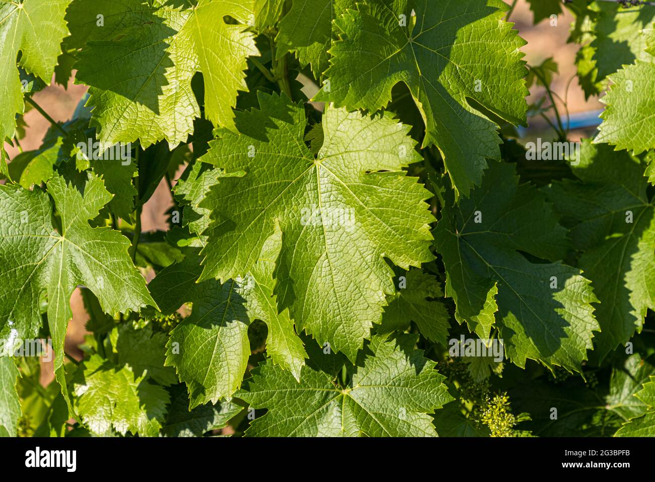 Roses in the vineyard of the Zornitza Family Estate Relais & Châteaux in Sandanski, Bulgaria Stock Photo