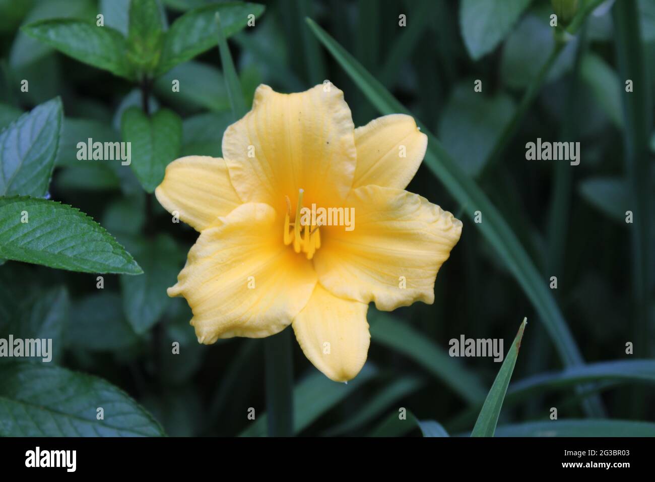 A Stella D'Oro Lily in Bloom Stock Photo