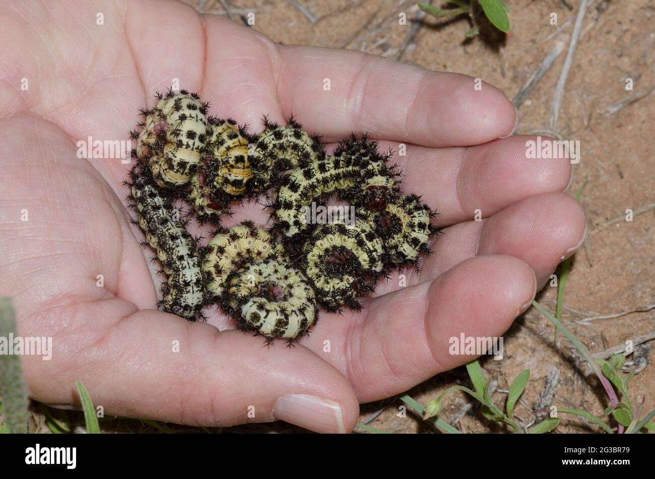 Slosser's Buckmoth, Hemileuca slosseri, collected larvae in human hand Stock Photo