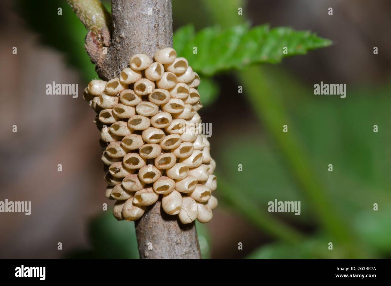 Slosser's Buckmoth, Hemileuca slosseri, hatched egg mass on Havard Shin-oak, Quercus havardii Stock Photo