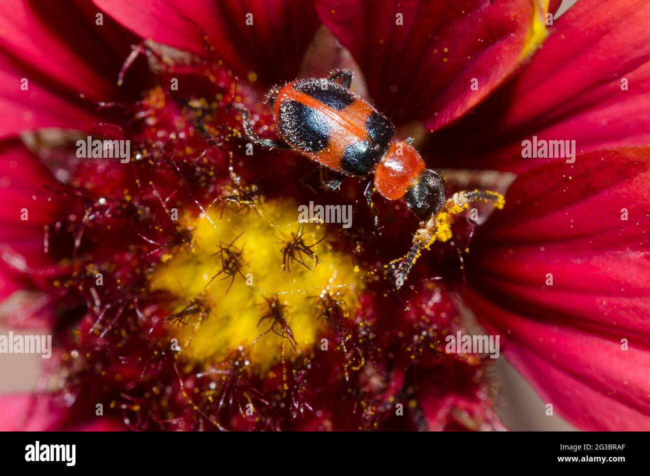 Soft-winged Flower Beetle, Collops sp., foraging on blanket flower, Gaillardia sp. Stock Photo