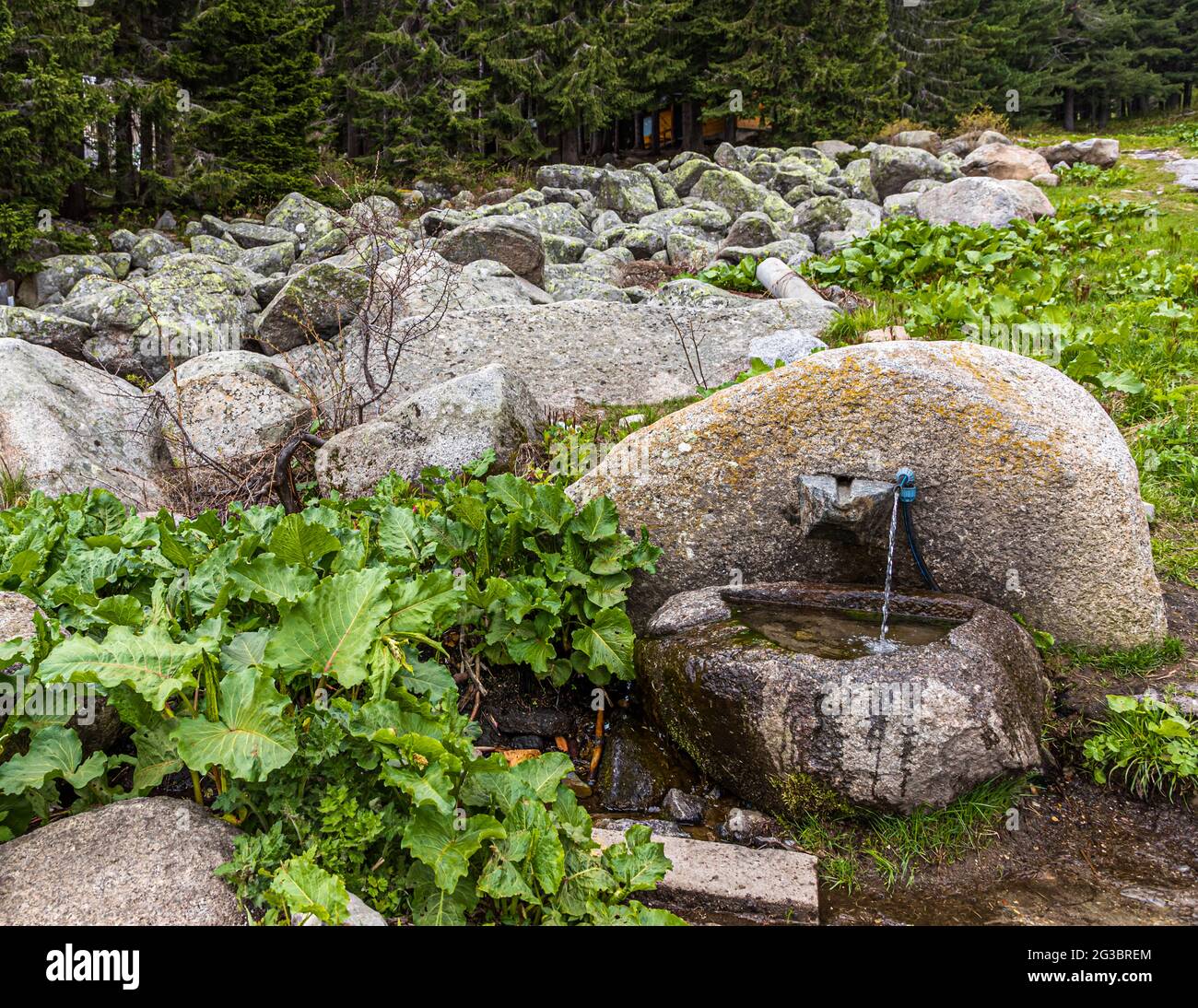 Typical for the Vitosha Mountains above Sofia are the huge stones of the ground moraines, Bulgaria Stock Photo