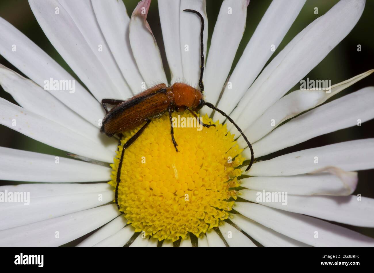 Long-horned Beetle, Batyle suturalis, foraging on Lazy Daisy, Aphanostephus skirrhobasis Stock Photo