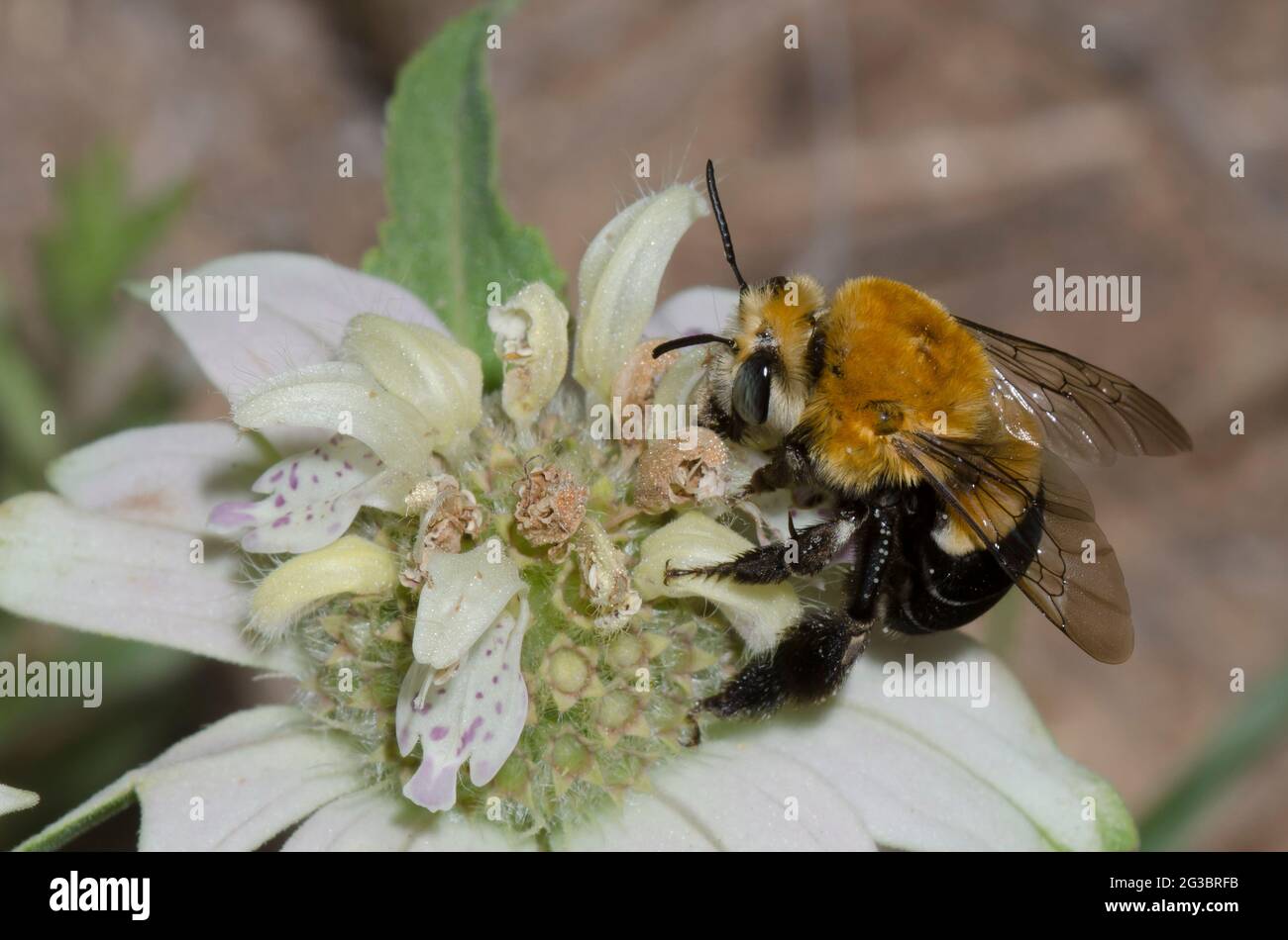 Digger Bee, Family Apidae, foraging on Spotted Beebalm, Monarda punctata Stock Photo