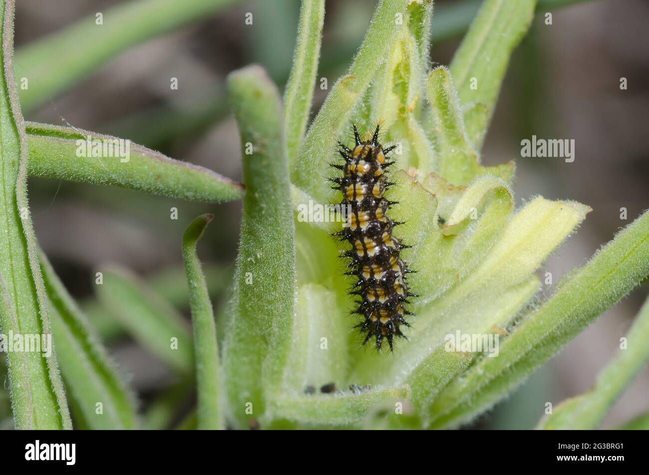Fulvia Checkerspot, Chlosyne fulvia, larva on Great Plains Indian-paintbrush, Castilleja sessiliflora Stock Photo