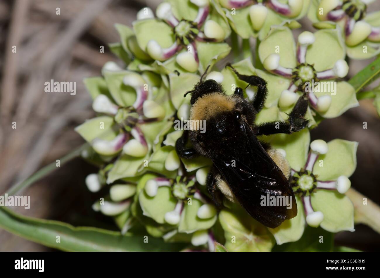 American Bumble Bee, Bombus pensylvanicus, foraging on Antelope Horns, Asclepias asperula Stock Photo