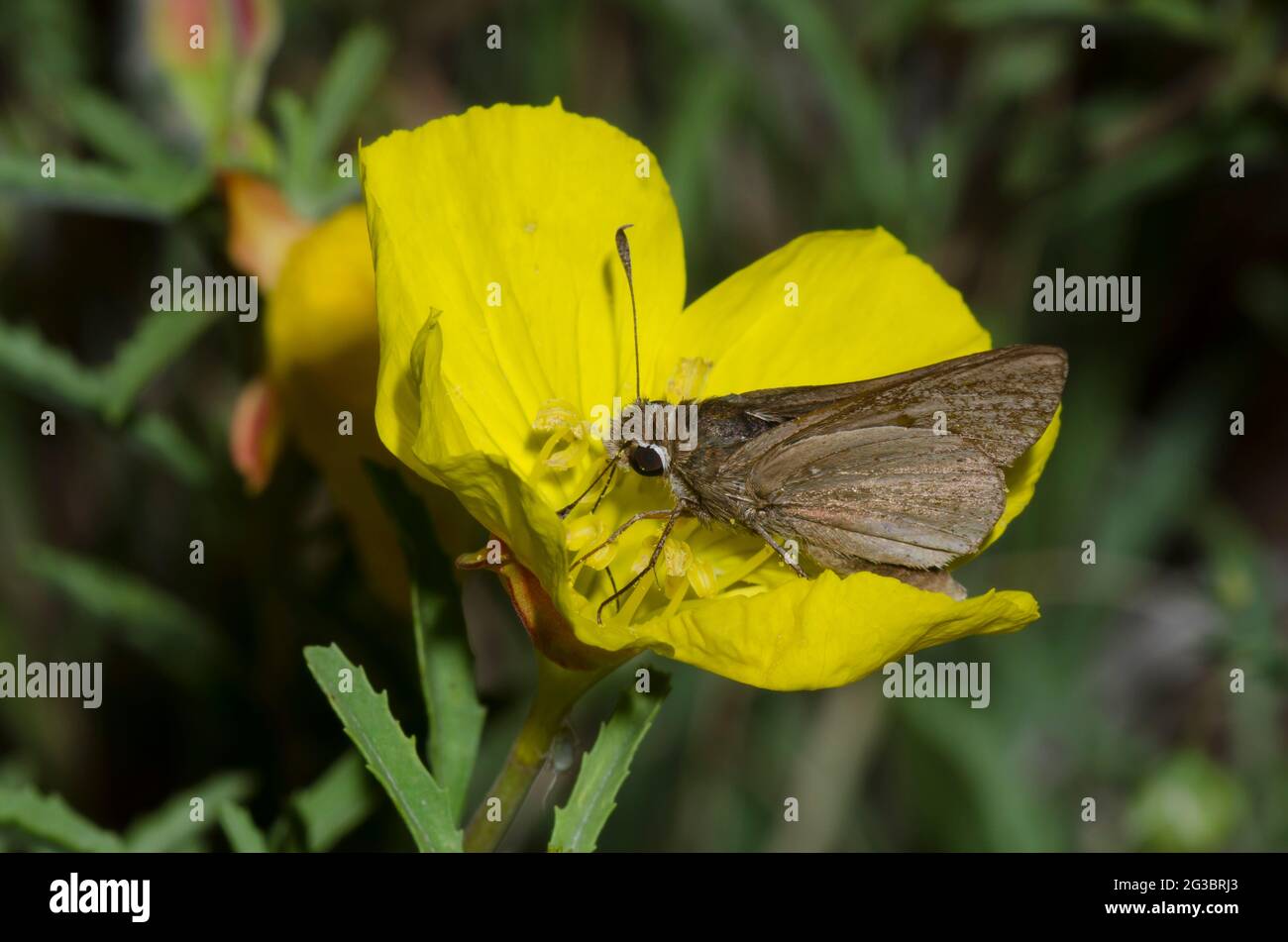 Dusted Skipper, Atrytonopsis hianna, worn and tattered, nectaring from primrose, Oenothera sp. Stock Photo