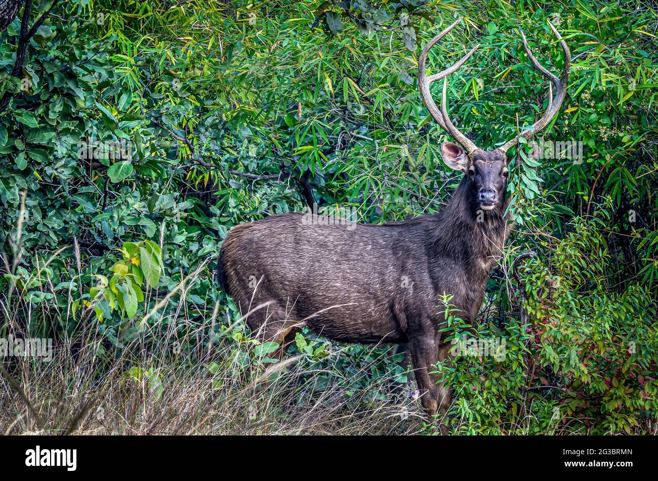 Sambar deer in the forest of Bandhavgarh in India. Stock Photo