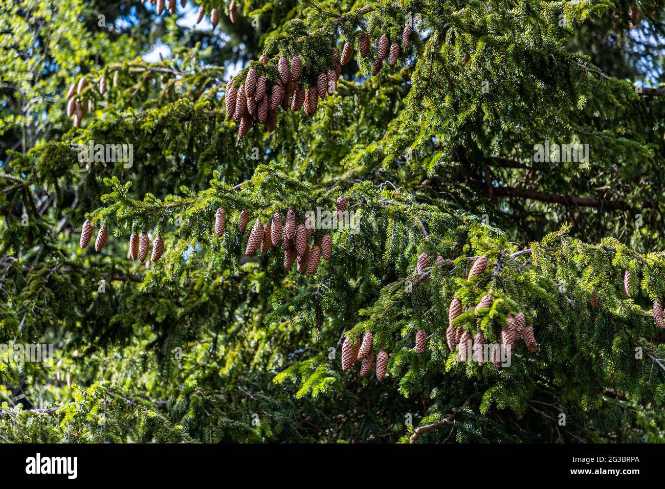 Pine cone on tree in Vitosha, Bulgaria Stock Photo