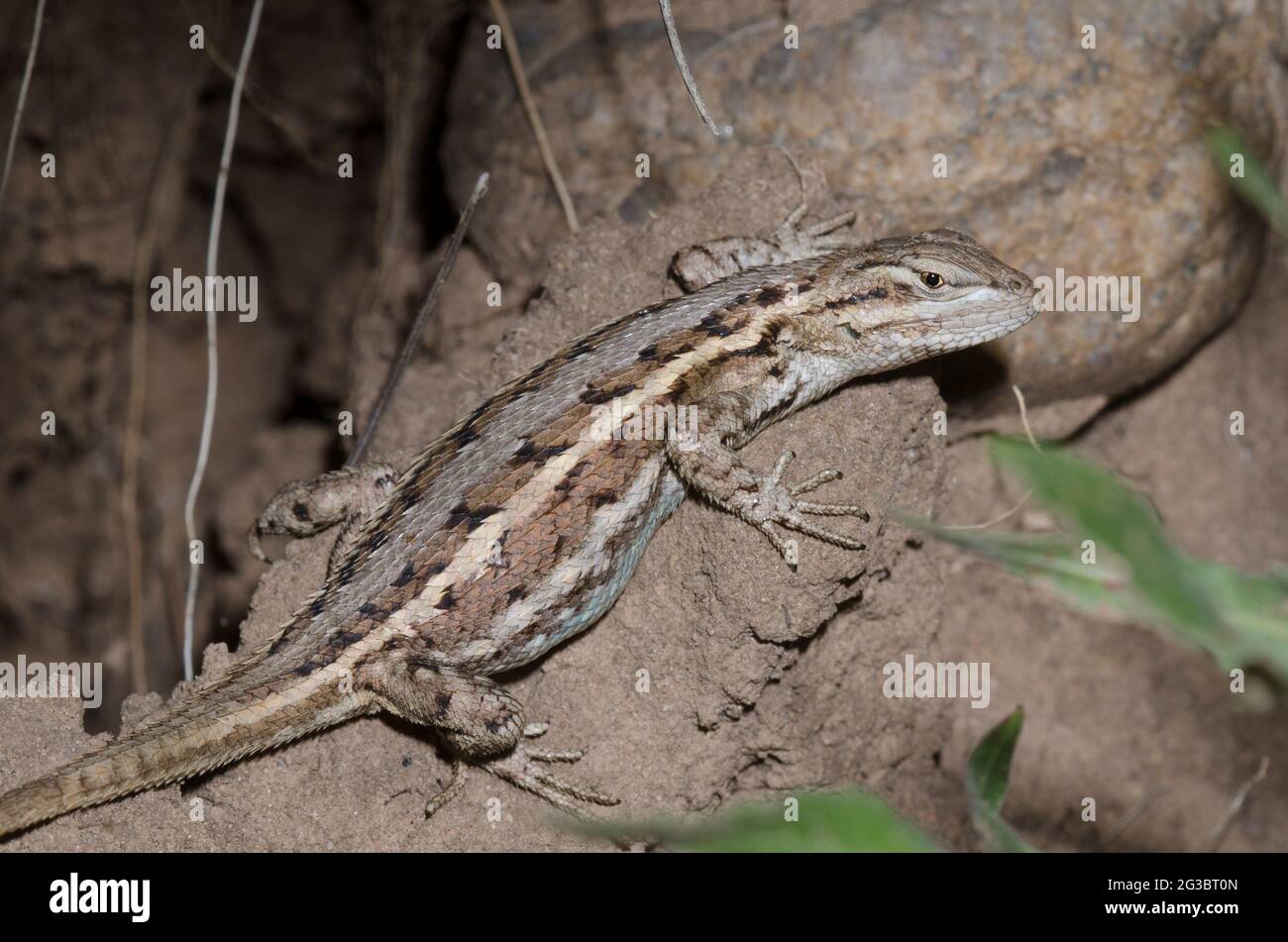 Fence Lizard, Sceloporus consobrinus Stock Photo