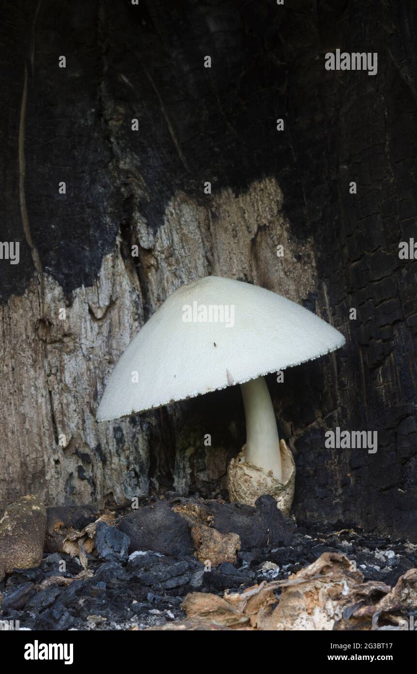 Silky Rosegill, Volvariella bombycina, growing deep within cavity in burned out Cottonwood, Populus deltoides Stock Photo