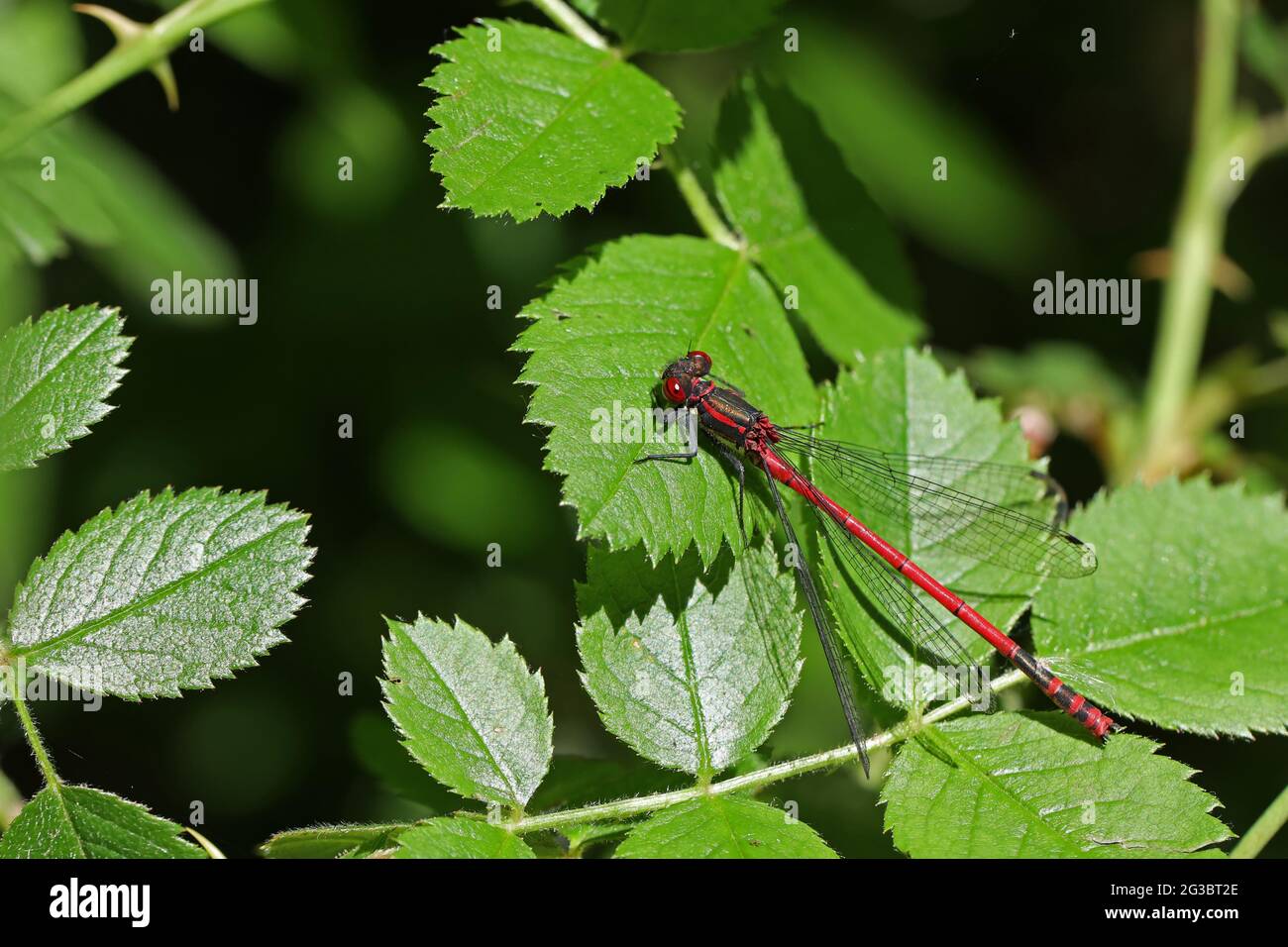 Large Red Damselfly sitting on a leaf. Stock Photo