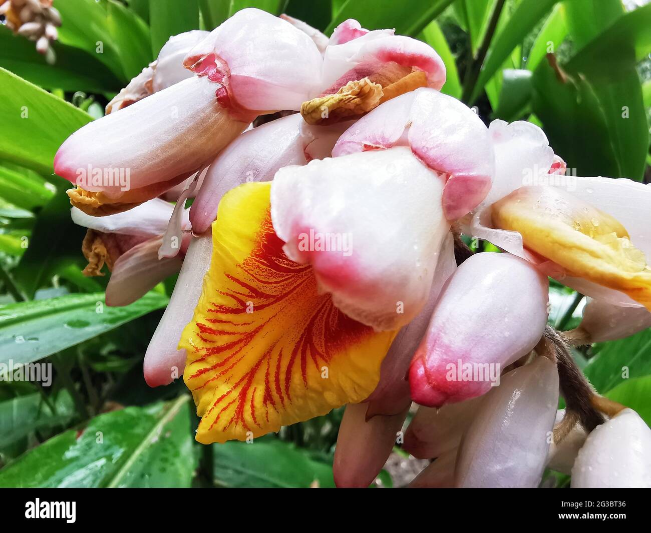 Closeup shot of Shell ginger flowers growing in a park Stock Photo