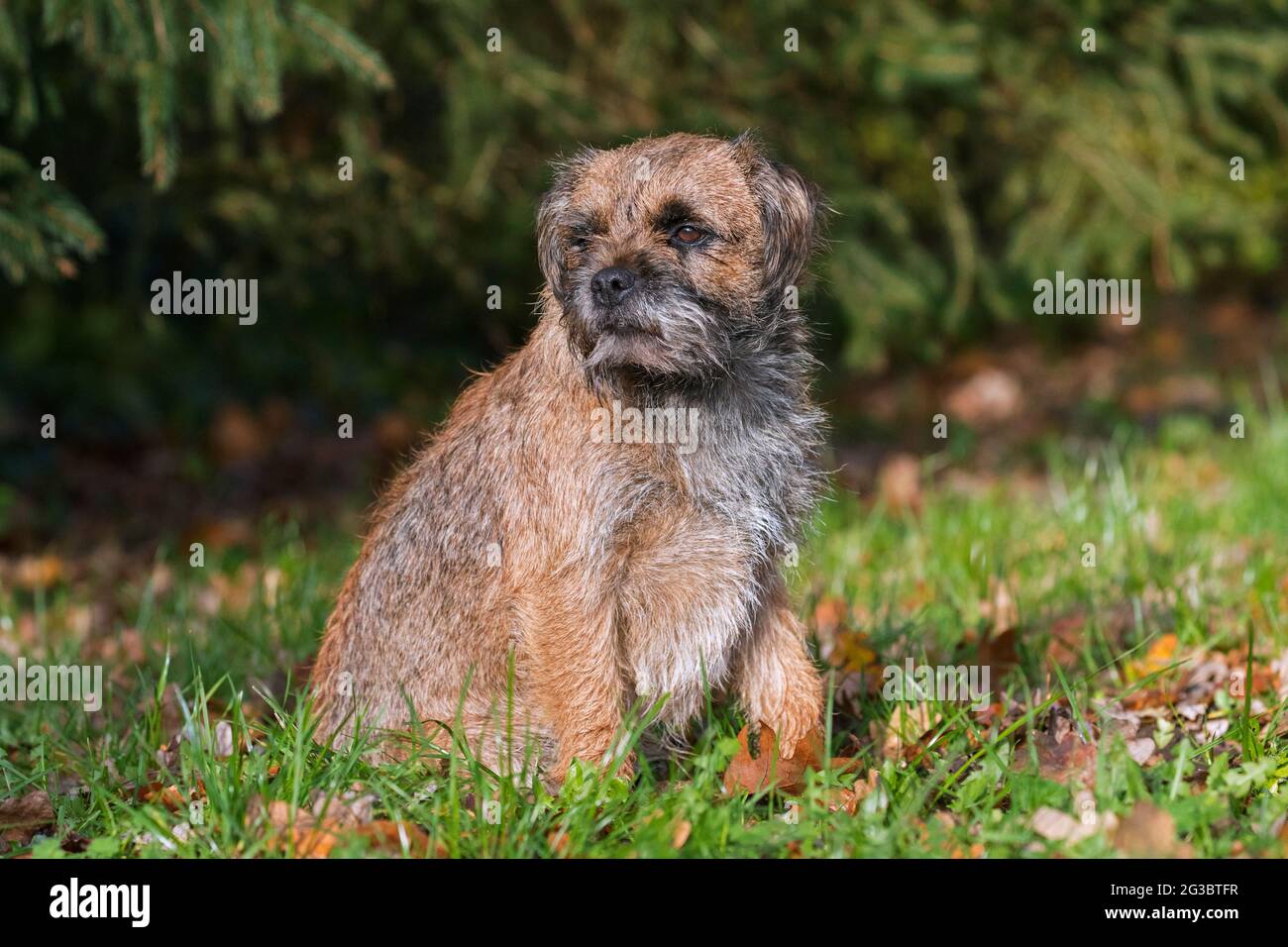 Grizzled border terrier sitting in garden. British dog breed of small, rough-coated terriers, traditionally used in fox-hunting Stock Photo