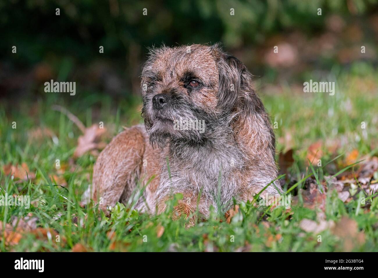 Grizzled border terrier lying in garden. British dog breed of small, rough-coated terriers, traditionally used in fox-hunting Stock Photo